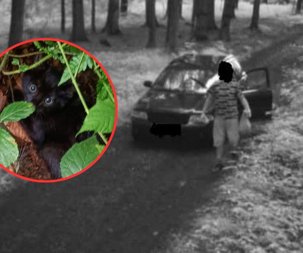 Wyrzucił kotki w reklamówce do lasu. Szokujące nagranie z fotopułapki 