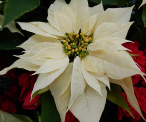 To nieodłączny symbol Bożego Narodzenia. Niewielu wie, że jest toksyczna