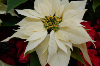 To nieodłączny symbol Bożego Narodzenia. Niewielu wie, że jest toksyczna