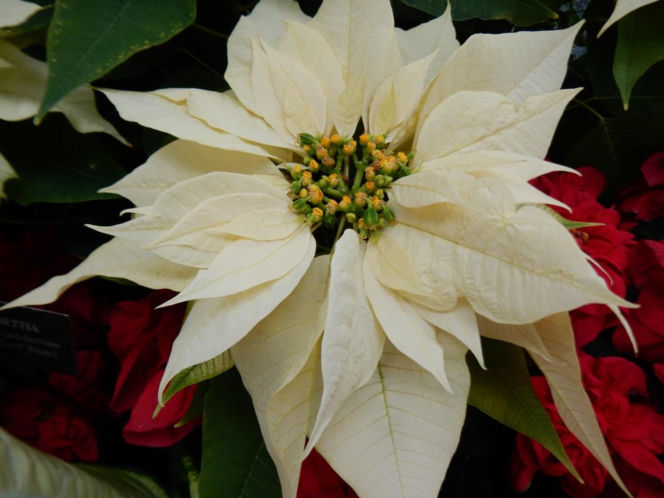 To nieodłączny symbol Bożego Narodzenia. Niewielu wie, że jest toksyczna