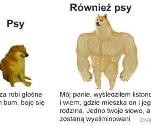 Dzień Psa 2026. Te memy pisało samo życie!