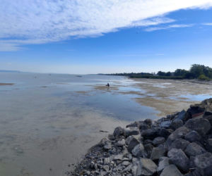 Balaton wysycha i zamienia się w kałużę. Potężne jezioro odsłoniło dno