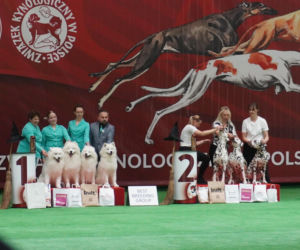 Międzynarodowa Wystawa Psów Rasowych Duo Cacib Kielce 2025
