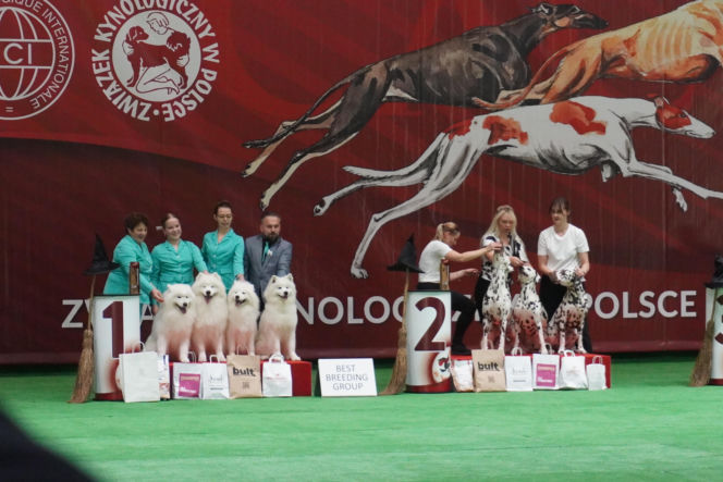 Międzynarodowa Wystawa Psów Rasowych Duo Cacib Kielce 2025