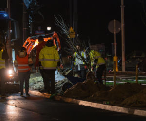 Nowe drzewa na ul. Marszałkowskiej w Warszawie