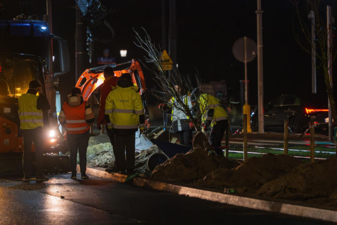 Nowe drzewa na ul. Marszałkowskiej w Warszawie