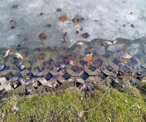 Martwe ryby w stawie na terenie Parku Aleksandria w Siedlcach