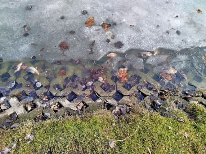 Martwe ryby w stawie na terenie Parku Aleksandria w Siedlcach