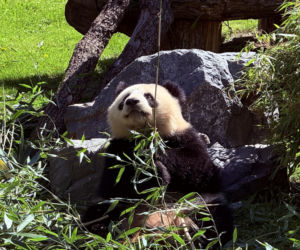 Pandy ZOO Berlin