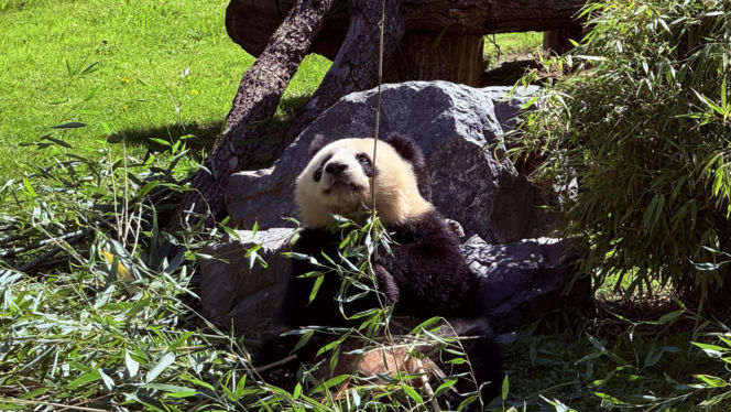 Pandy ZOO Berlin