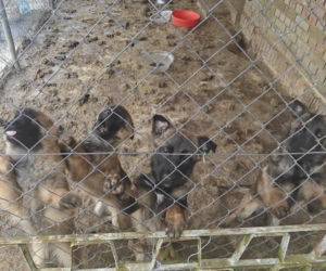 Koniec psiego piekła pod Kcynią. Rodzinny biznes zamienili w fabrykę cierpienia