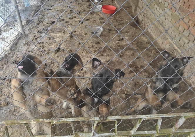 Koniec psiego piekła pod Kcynią. Rodzinny biznes zamienili w fabrykę cierpienia