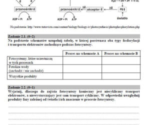Matura 2019 biologia - poziom rozszerzony