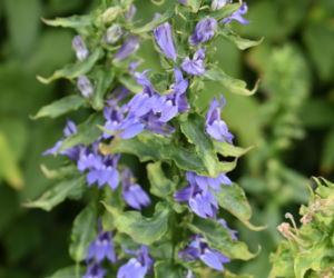 Lobelia wielka