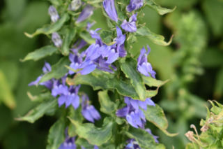 Lobelia wielka