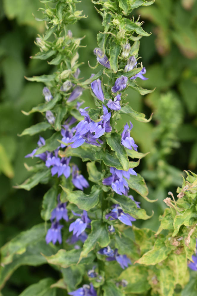 Lobelia wielka