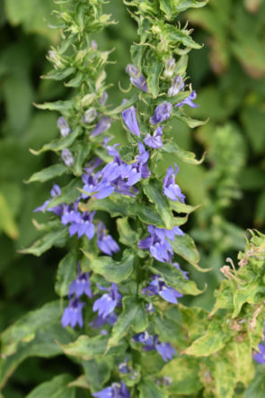 Lobelia wielka