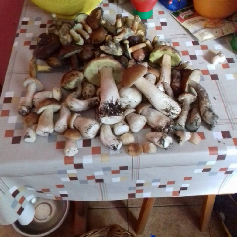 Grzybobranie na Podkarpaciu: Zdjęcia Czytelników