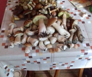 Grzybobranie na Podkarpaciu: Zdjęcia Czytelników