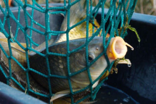 Ceny karpia 2025. Znamy stawki! Od hodowcy czy z marketu? Gdzie kupisz najtaniej?