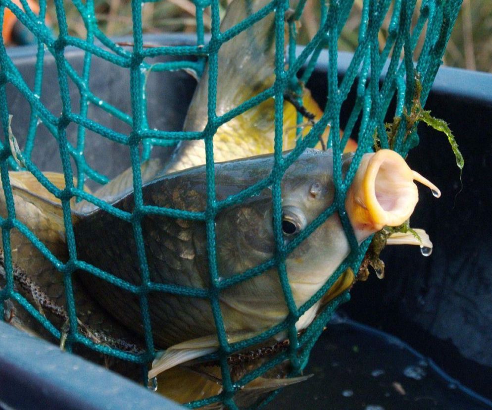 Ceny karpia 2025. Znamy stawki! Od hodowcy czy z marketu? Gdzie kupisz najtaniej?