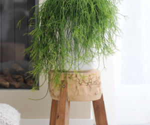 Rhipsalis