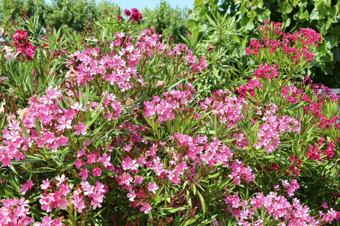 Odmiany oleandra