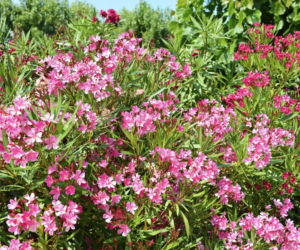 Oleander