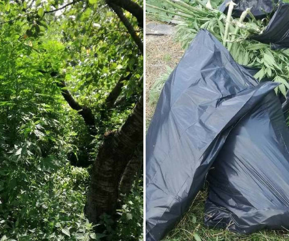 Trzymetrowe konopie w Lublinie! Policja namierzyła nielegalną plantację
