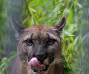 Trzymał w domu pumę. Został skazany