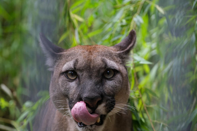 Trzymał w domu pumę. Został skazany