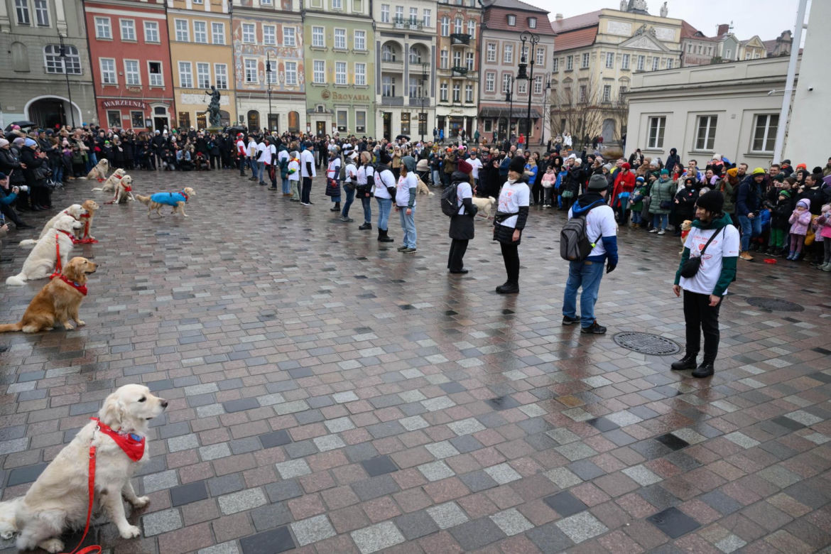 Poznań. Pokaz wyszkolenia psów z grupy „Golden Retriever WOŚP w Poznaniu” podczas 33. Finału Wielkiej Orkiestry Świątecznej Pomocy