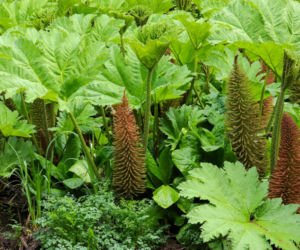 Gunnera olbrzymia