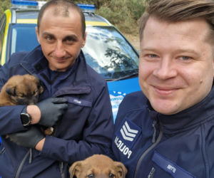 W lesie porzucono szzczenięta