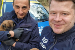 W lesie porzucono szzczenięta