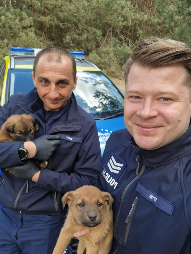 W lesie porzucono szzczenięta