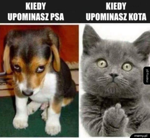 Kot vs pies