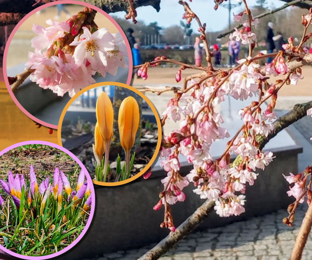 Uderzenie wiosny w Szczecinie. Nie tylko krokusy budzą się do życia