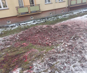 Odstrzał dzików pod blokiem w Jaworznie [ZDJĘCIA]