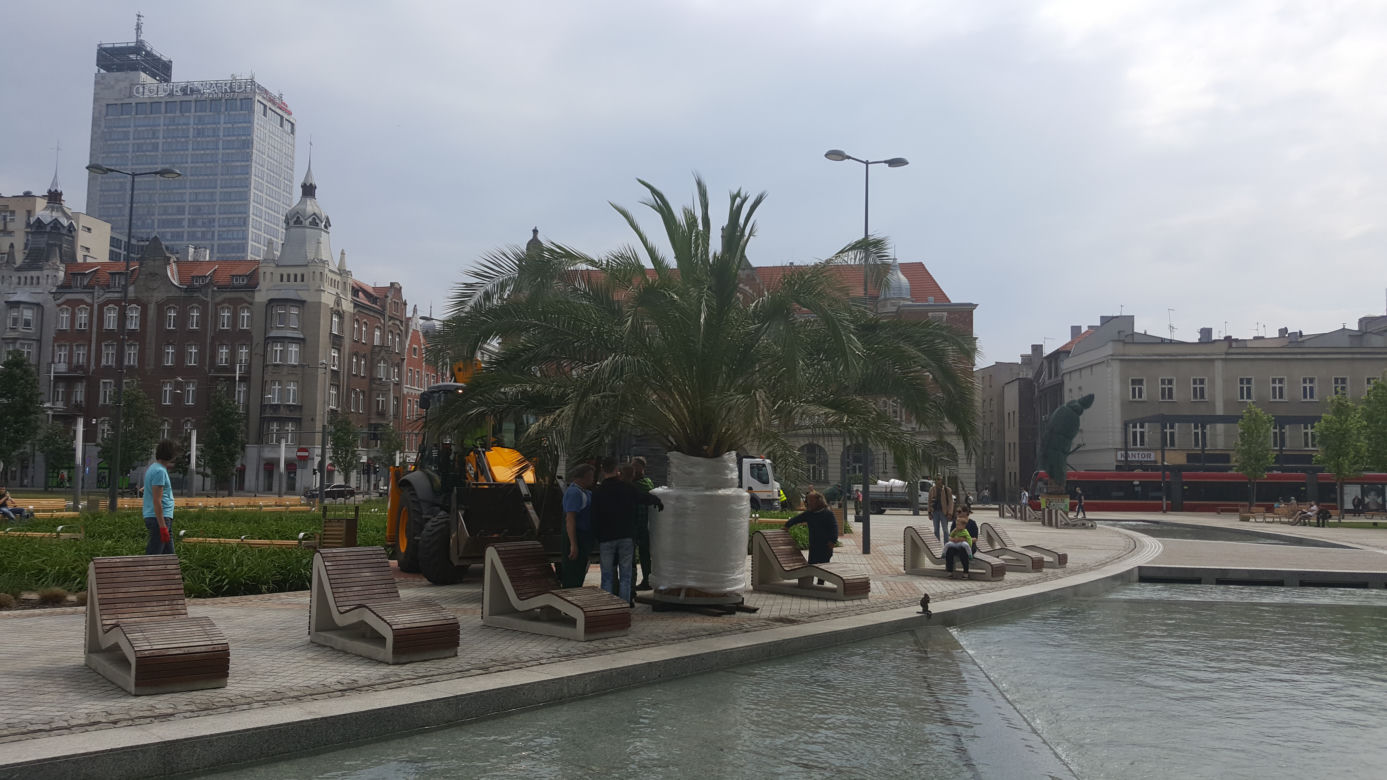Palmy wróciły na rynek w Katowicach