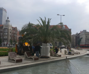 Palmy wróciły na rynek w Katowicach