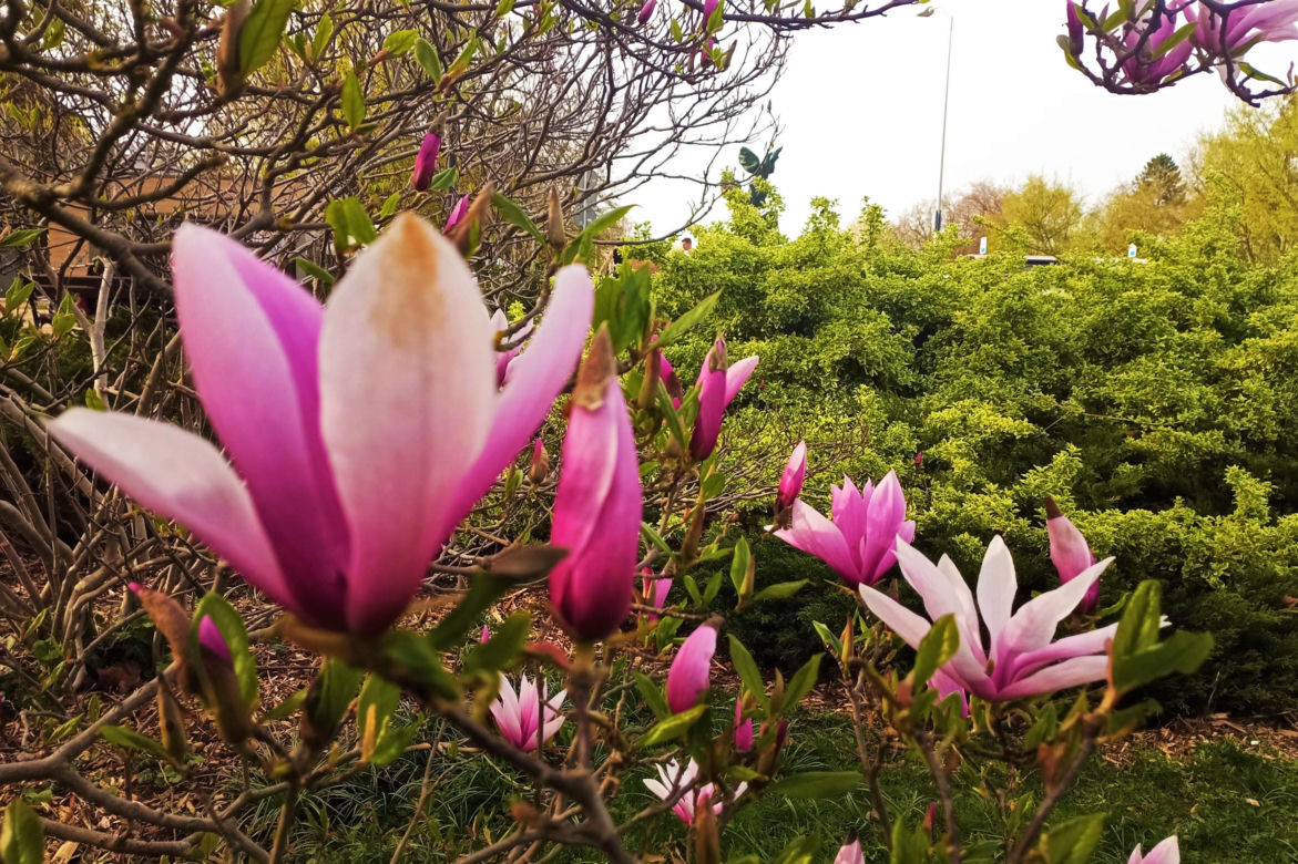 Magnolie w Szczecinie
