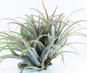 Oplątwa: Tillandsia Capitata