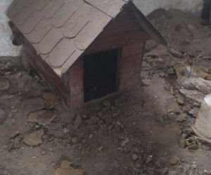 Skrajne zaniedbanie w gminie Zambrów. Odebrano 11 psów