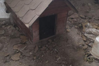 Skrajne zaniedbanie w gminie Zambrów. Odebrano 11 psów