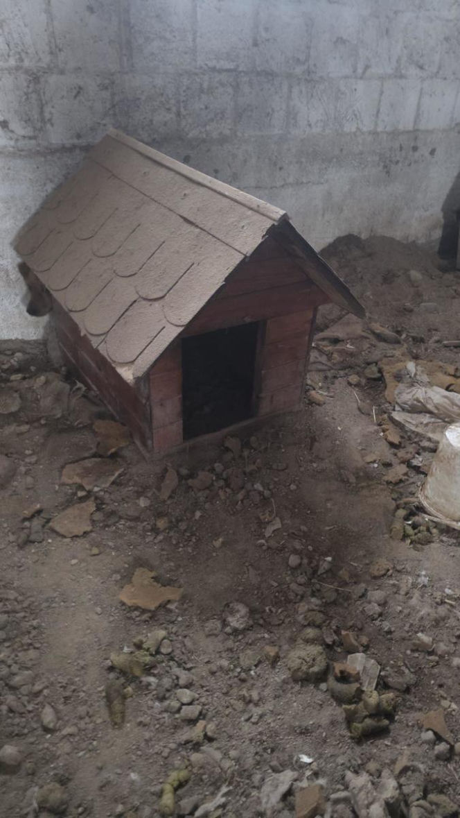 Skrajne zaniedbanie w gminie Zambrów. Odebrano 11 psów