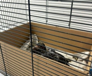 Dramat w ptasim azylu. Awaria prądu zabiła pisklęta bocianów i młode łabędzie
