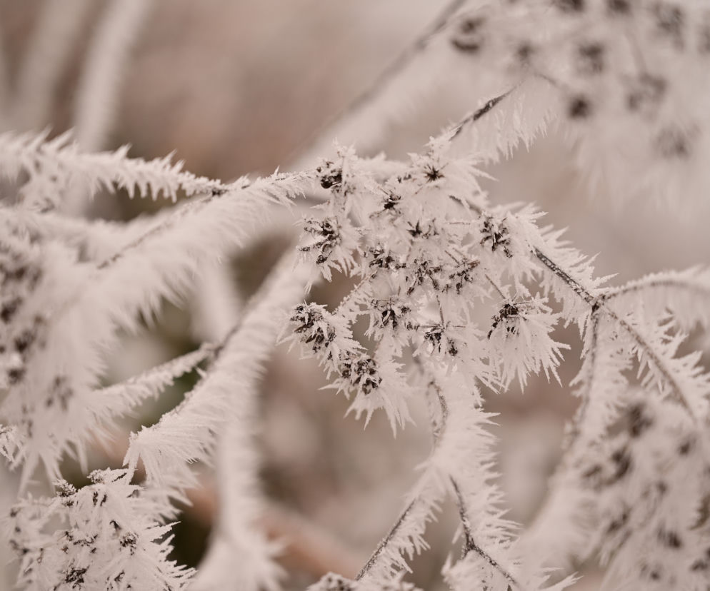 Idą silne mrozy! Nawet -17°C.  W tej części Polski obowiązują alerty [Prognoza pogody IMGW na 11.03.2022]