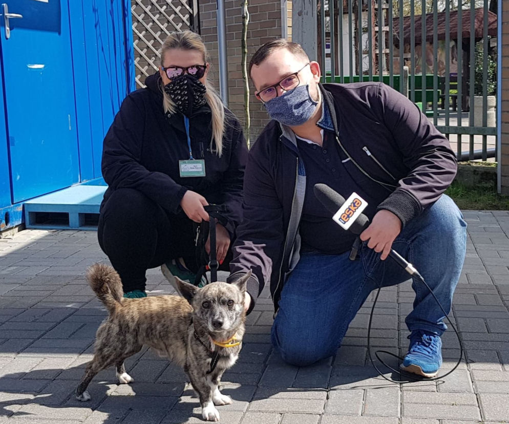 Poznaj zwierzaki ze schroniska Na Paluchu. Ruszyło wirtualne zwiedzanie