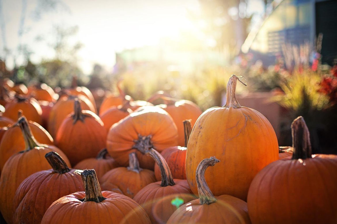 Pumpkin Farm w Powsinie